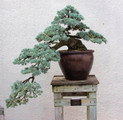 Blue atlas cedar,glauca
